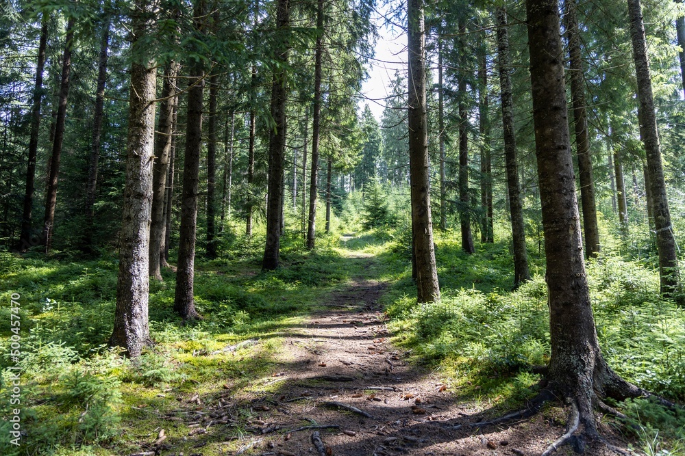 Mountain forest in the Ukrainian Carpathians. Mountain forest in the Ukrainian Carpathians.