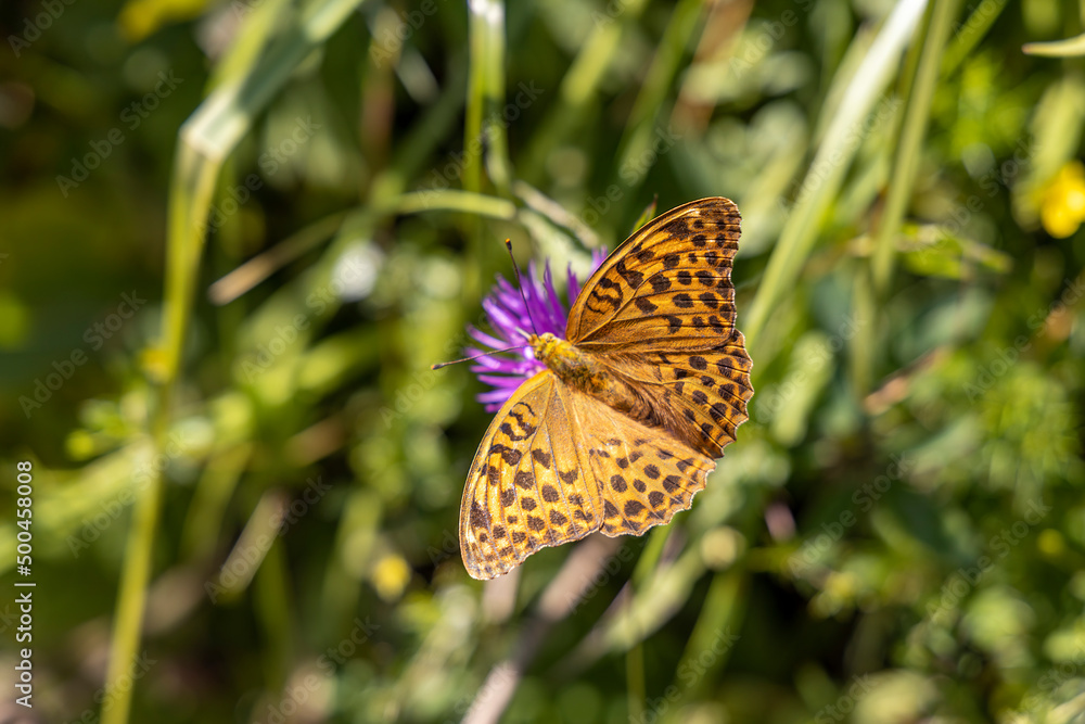 Butterfly on a flower on a natural background. Close-up macro view. Butterfly on a flower on a natural background. Close-up macro view.