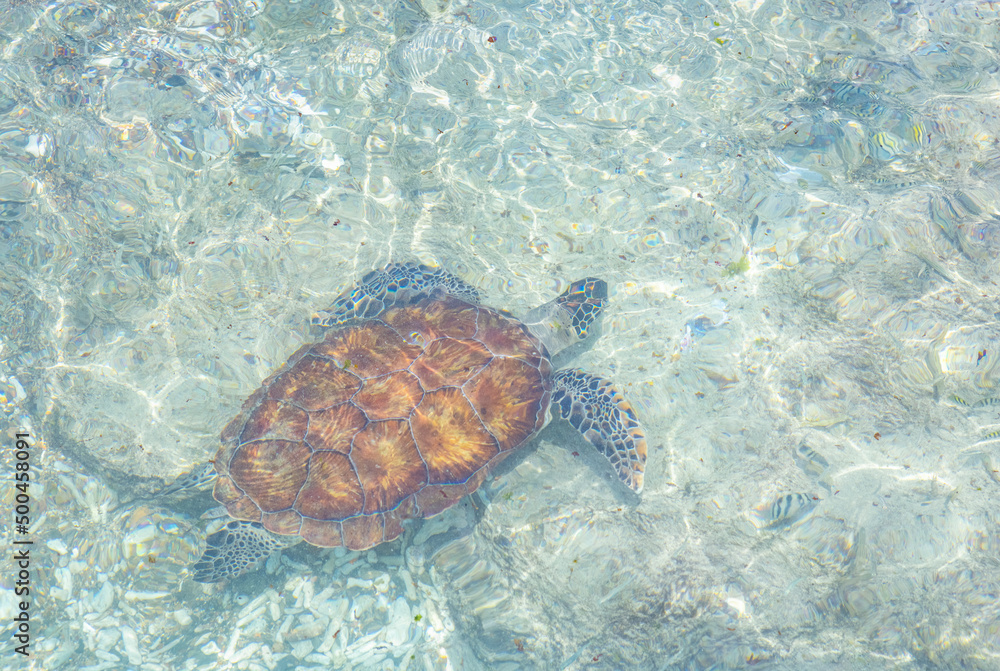 Fototapeta premium Green sea turtle swimming in the shallow water at Playa Grandi (Playa Piscado) on the Caribbean island Curacao