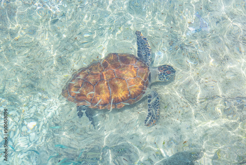 Fototapeta Naklejka Na Ścianę i Meble -  Green sea turtle swimming in the shallow water at Playa Grandi (Playa Piscado) on the Caribbean island Curacao