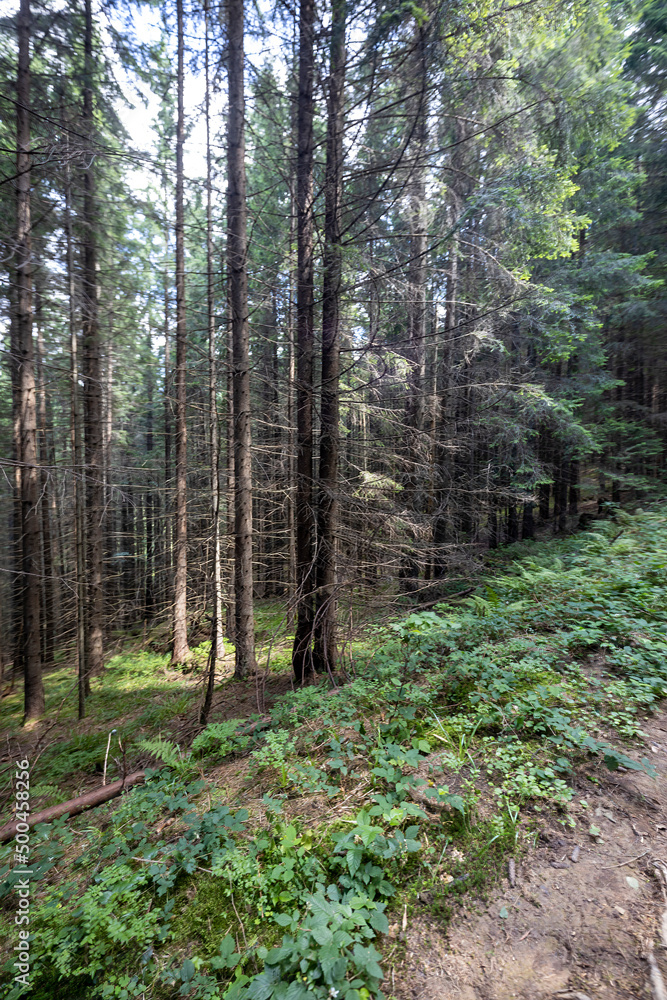 Fototapeta premium Mountain forest in the Ukrainian Carpathians.