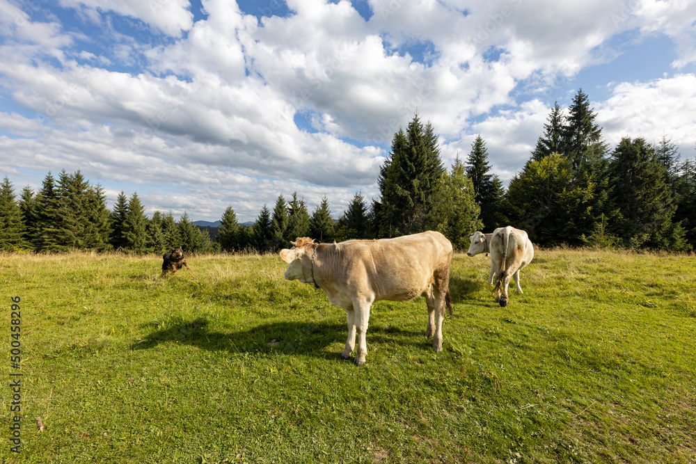 Cows on a green meadow in the Ukrainian Carpathians on a summer day. Cows on a green meadow in the Ukrainian Carpathians on a summer day.