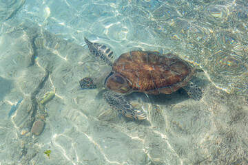 Crédence de cuisine  Green sea turtle swimming in the shallow water at Playa Grandi (Playa Piscado) on the Caribbean island Curacao  © freedom_wanted
