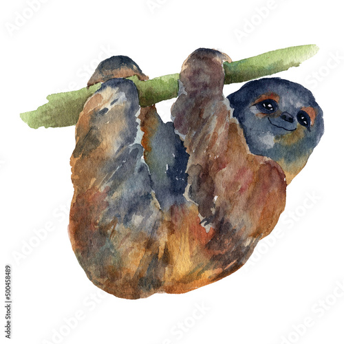 Watercolour unau sloth isolated on white background. Hand painting. Realistic wild animal. Illustration. Clip art photo