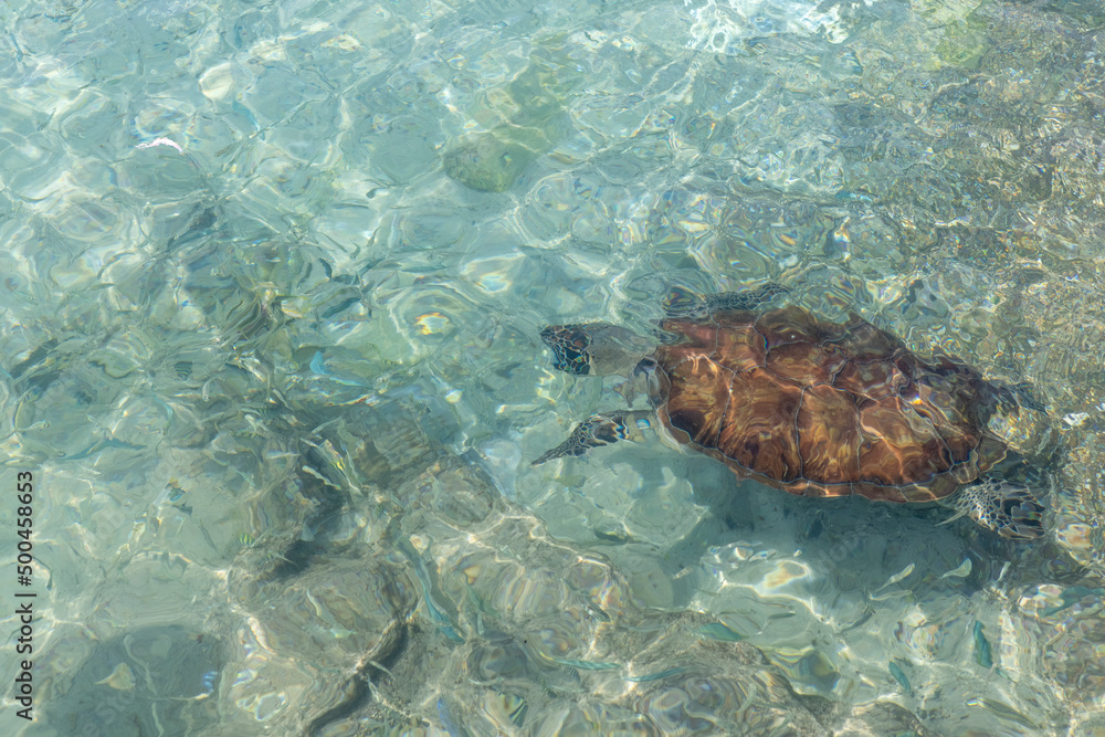 Naklejka premium Green sea turtle swimming in the shallow water at Playa Grandi (Playa Piscado) on the Caribbean island Curacao