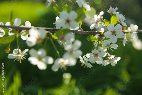 Bokeh flower Background. Cherry flowers on a branch in the backlight. Spring background