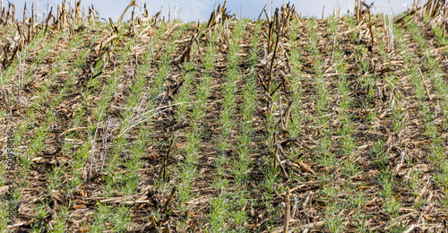 A winter rye cover crop growing in corn stalk on a hill for erosion control in the spring. photo