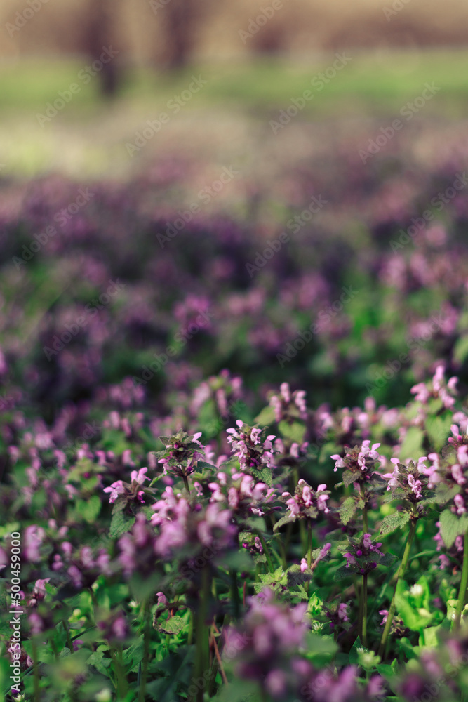 Obraz premium purple flowers in the field
