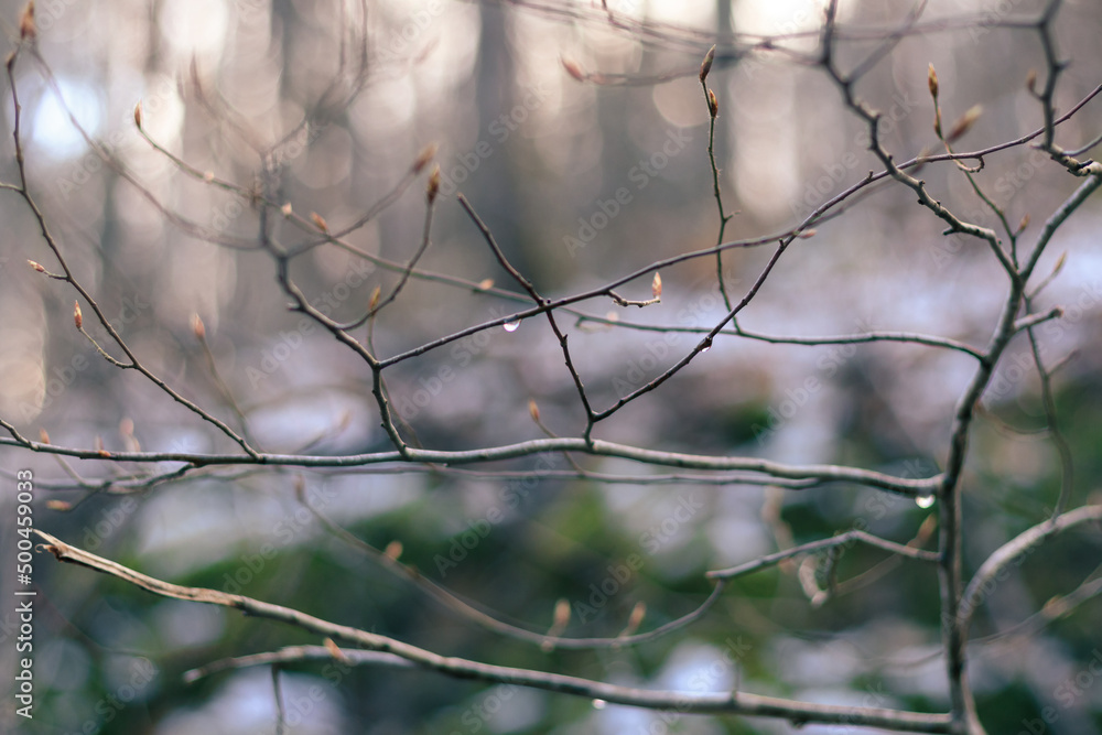 branches in snow, branch in spring branches in snow, branch in spring