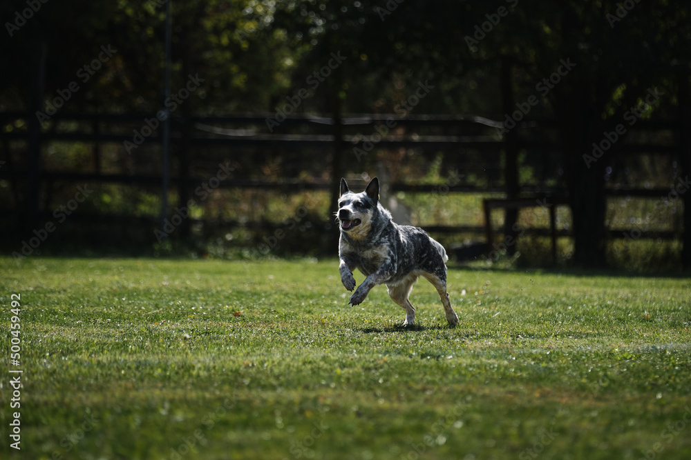 Active energetic shepherd breed of medium sized dogs on move. Blue Australian heeler runs fast across field in park and has fun outside.