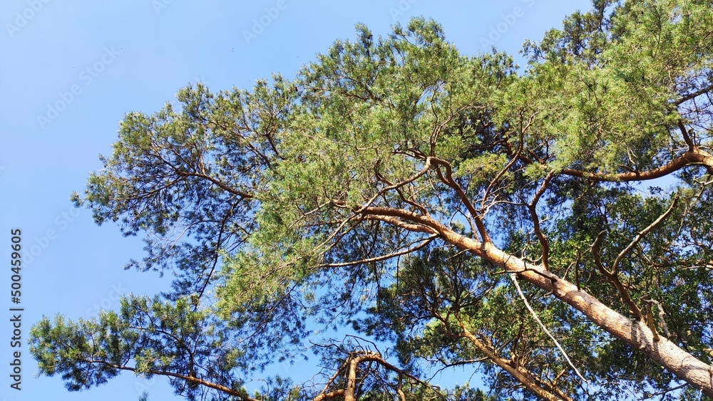 Obraz premium View in treeline with blue sky