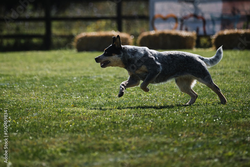 Active energetic shepherd breed of medium sized dogs on move. Blue Australian heeler runs fast across field in park and has fun outside.