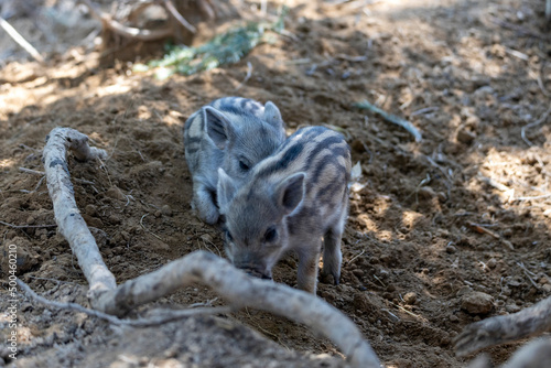 Wild boar. Close up detailed view