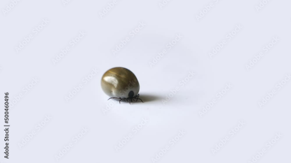 A tick on isolated on white. A tick on isolated on white.
