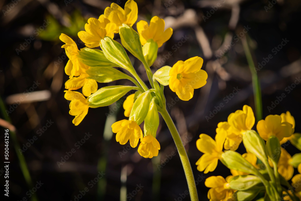 Fototapeta premium Early spring flowers bloomers (primroses) of European forests. Cowslip paigle (Primula macrocalix) in park forest (wood-meadow), Cowslip flowers (Primula veris) on a spring meadow, close-up,