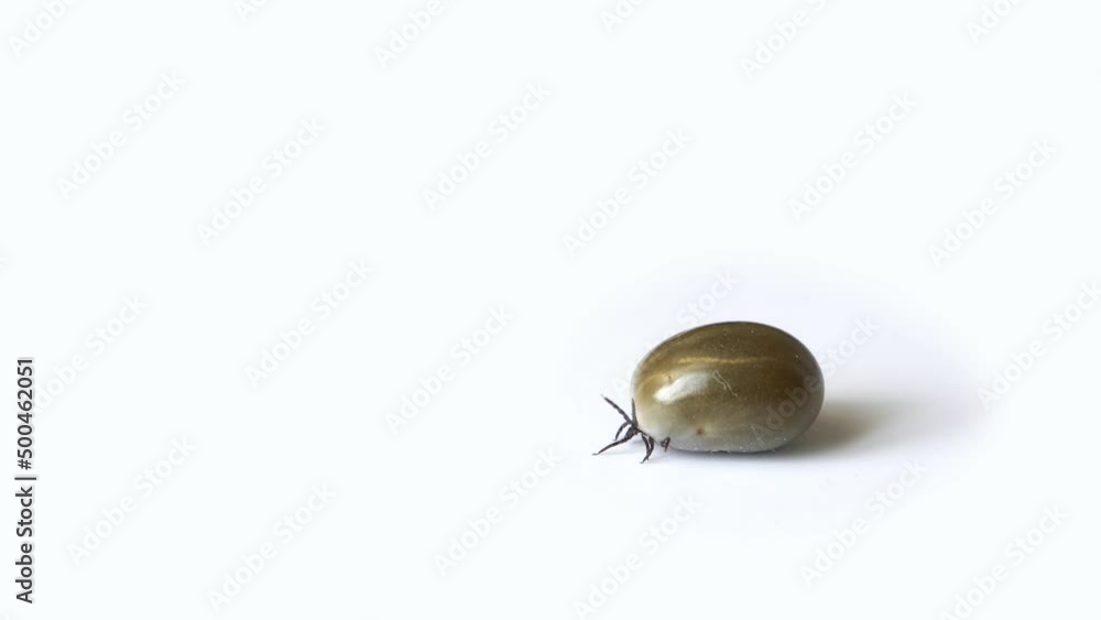 A tick on isolated on white. A tick on isolated on white.