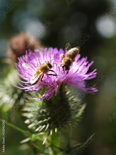wild lila blühende Distel mit Insekt © Malu Arts