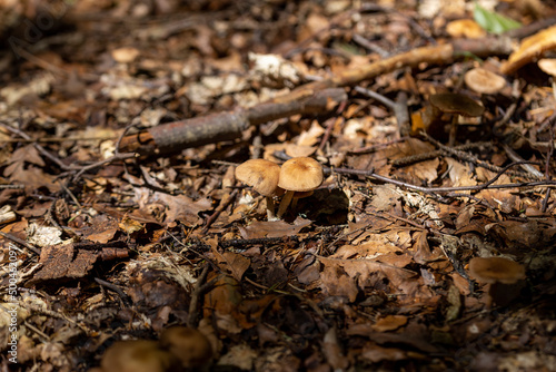 Mushroom in the mountain forest on a summer day. Close up macro view.