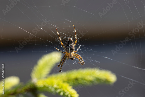 Spider on a pine branch illuminated by sunlight. Close-up macro view.