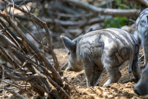 Wild boar. Close up detailed view