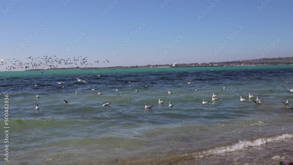 Chaotically flying seagulls near the rocky beach. A large flock of ducks flying over the beautiful seascape of the Black Sea on a spring day. Slow motion Chaotically flying seagulls near the rocky beach. A large flock of ducks flying over the beautiful seascape of the Black Sea on a spring day. Slow motion