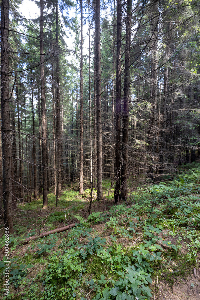 Mountain forest in the Ukrainian Carpathians. Mountain forest in the Ukrainian Carpathians.