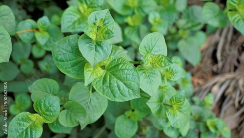 Green leaves of Asystasia gangetica also known as Chinese violet, Ganges primrose, Philippine violet, photo