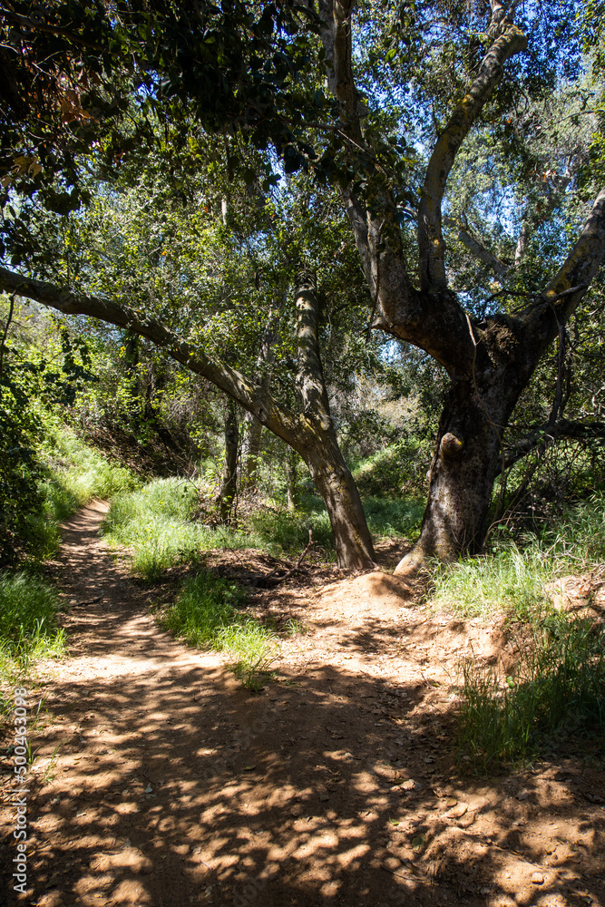 Fototapeta premium An Oak Tree Grove on a Hiking and Biking Trail in Southern California