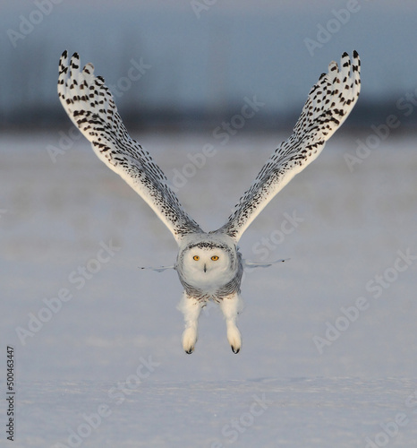 Snowy Owl liftoff