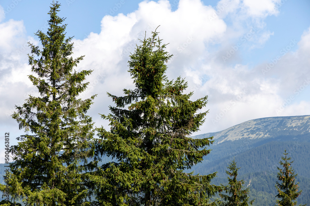 Panorama of mountains in the Ukrainian Carpathians on a summer day.