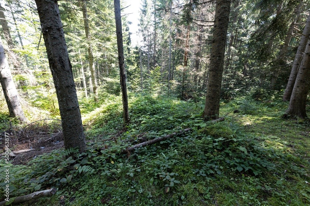 Fototapeta premium Mountain forest in the Ukrainian Carpathians.