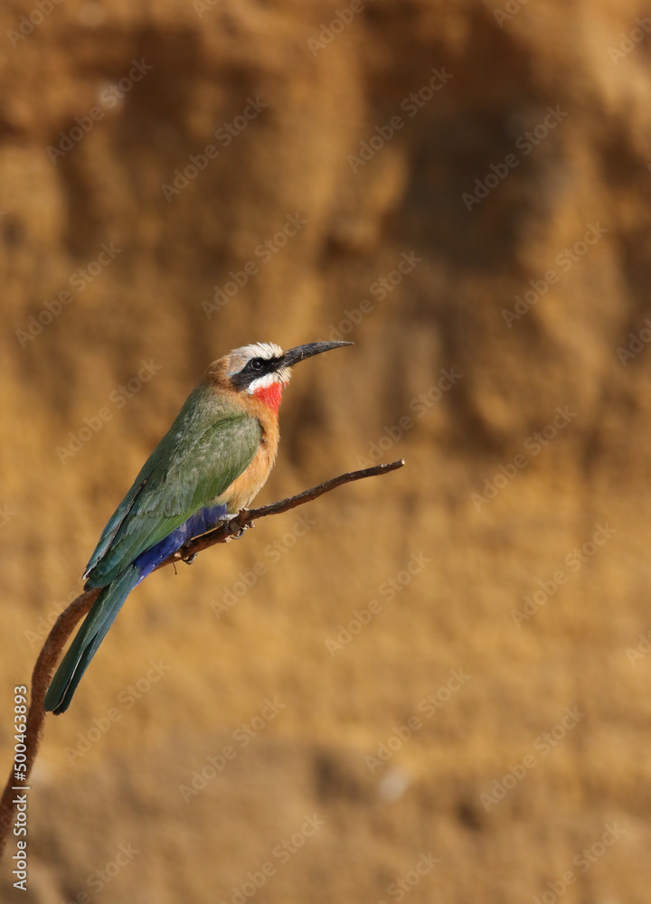 White-fronted Bee-eater, South Africa White-fronted Bee-eater, South Africa