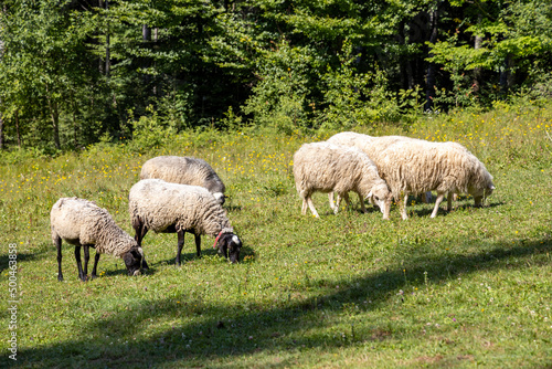 Herd of sheep on a mountain meadow of the Ukrainian Carpathians
