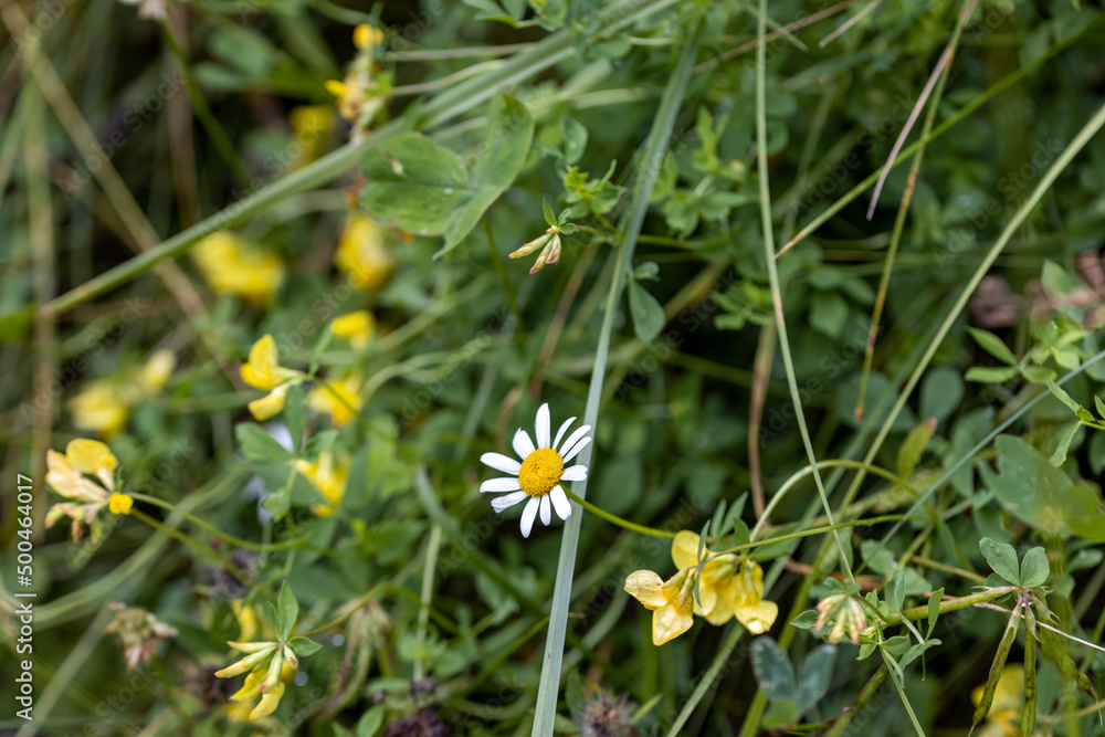 Mountain flowers in the Ukrainian Carpathians. Close-up macro view. Mountain flowers in the Ukrainian Carpathians. Close-up macro view.
