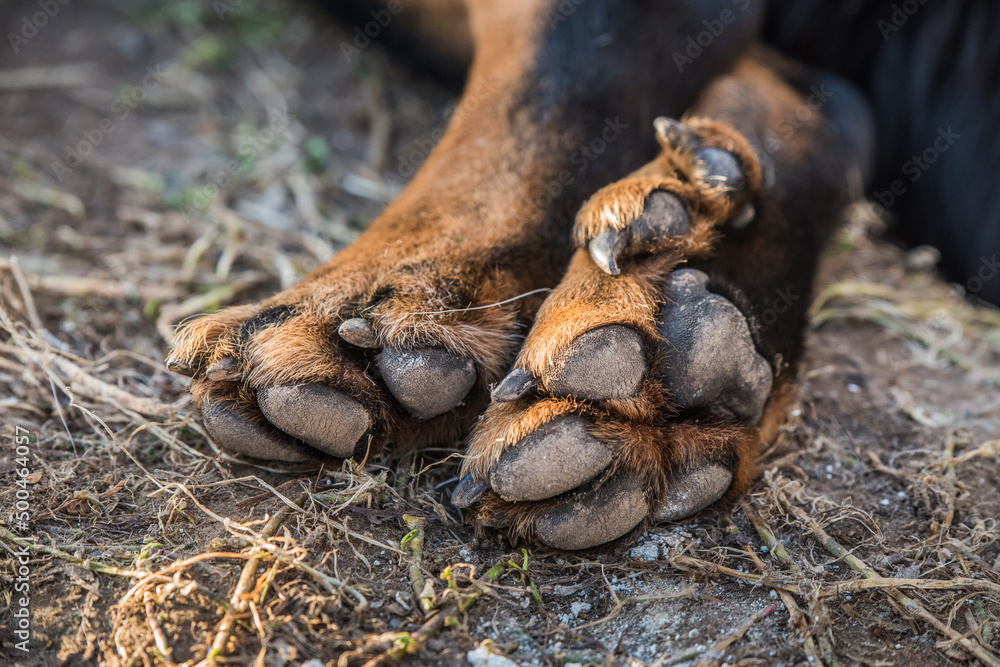 Big Beauceron dog paws close up background Big Beauceron dog paws close up background