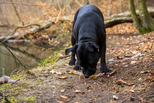 Czarny pies zjada nogę jelenia na drodze w lesie. photo