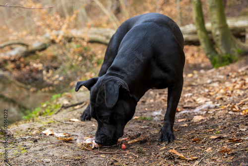 Fototapeta Naklejka Na Ścianę i Meble -  Czarny pies zjada nogę jelenia na drodze w lesie.
