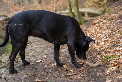 Fototapeta Naklejka Na Ścianę i Meble -  Czarny pies zjada nogę jelenia na drodze w lesie.