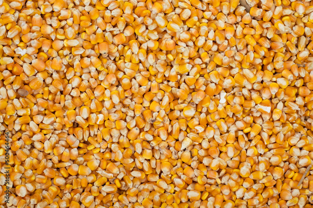 corn kernel - Zea mays kernel corn kernel - Zea mays kernel