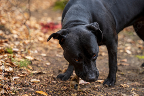 Czarny pies zjada nogę jelenia na drodze w lesie.