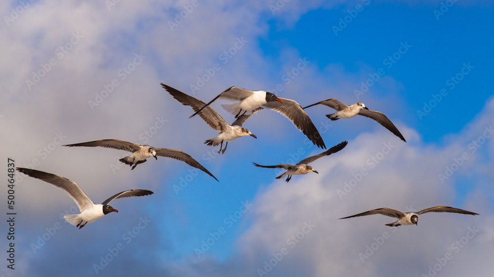 Obraz premium sea birds in flight
