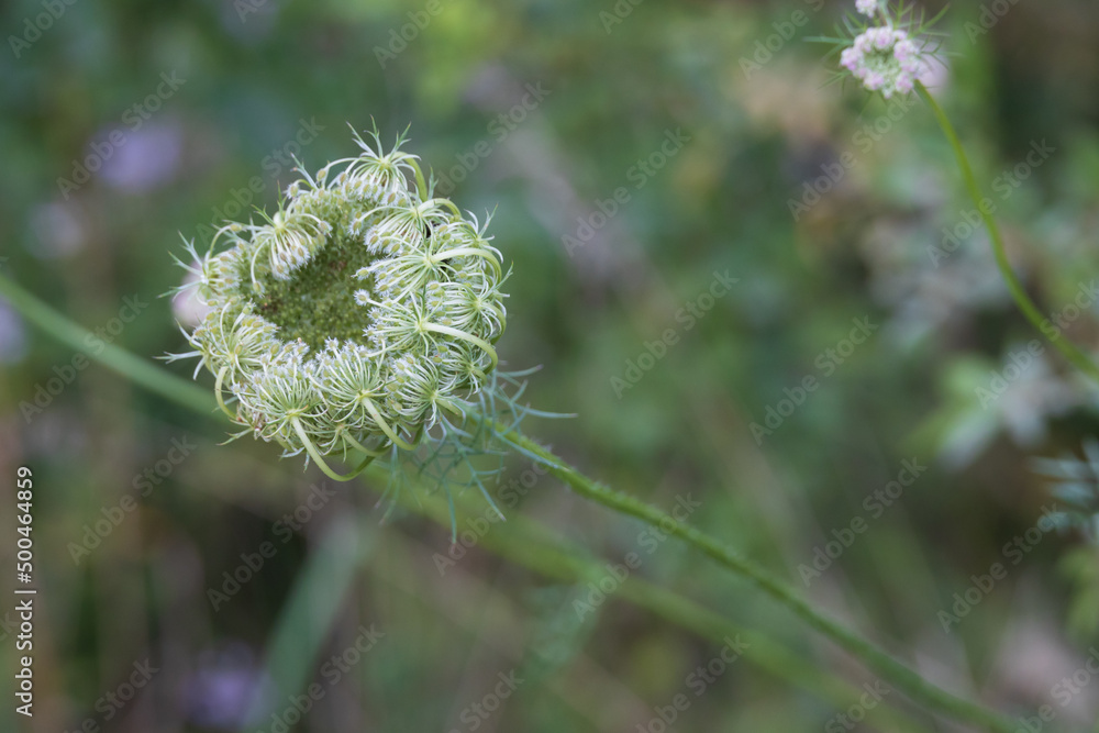 Wild Angelica herb plant close-up Wild Angelica herb plant close-up
