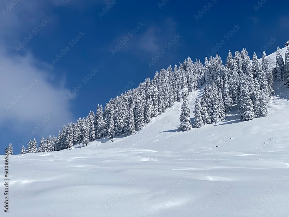 Fairytale icy winter atmosphere and snow-covered coniferous trees on mountain Schindlenberg in the Alpstein massif, Nesslau - Obertoggenburg region, Switzerland (Schweiz)