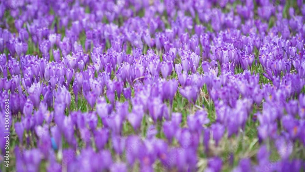 Crocus flowering. Meadow of beautiful purple crocus flowers on a spring lawn. Crocus flowering. Meadow of beautiful purple crocus flowers on a spring lawn.