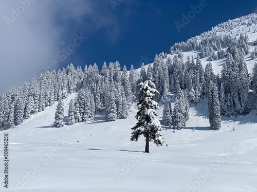Fototapeta Naklejka Na Ścianę i Meble -  Fairytale icy winter atmosphere and snow-covered coniferous trees on mountain Schindlenberg in the Alpstein massif, Nesslau - Obertoggenburg region, Switzerland (Schweiz)