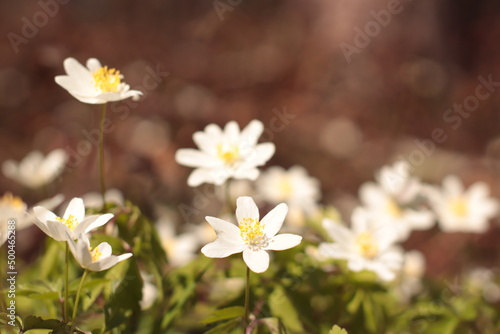 forest white and yellow flowers