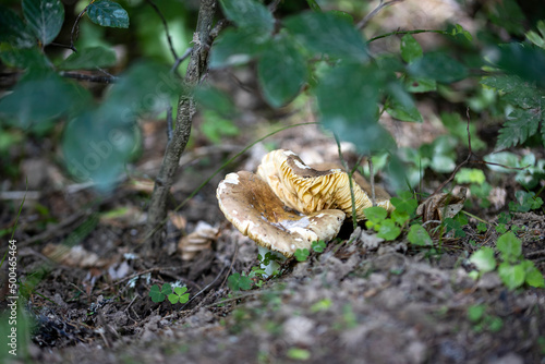 Mushroom in the mountain forest on a summer day. Close up macro view.