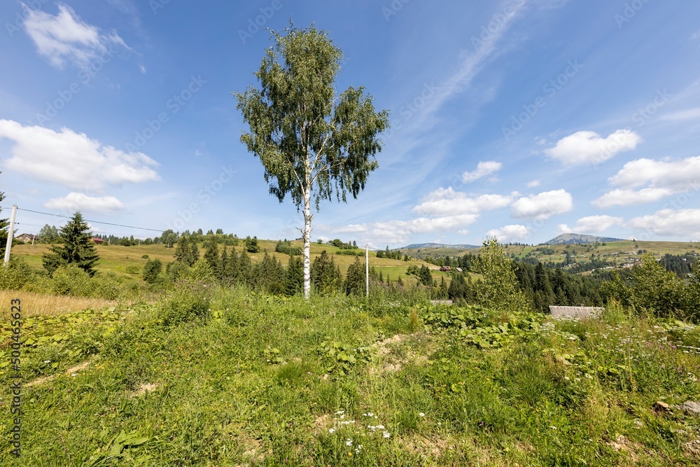 Green mountain meadows in the high Carpathians Green mountain meadows in the high Carpathians