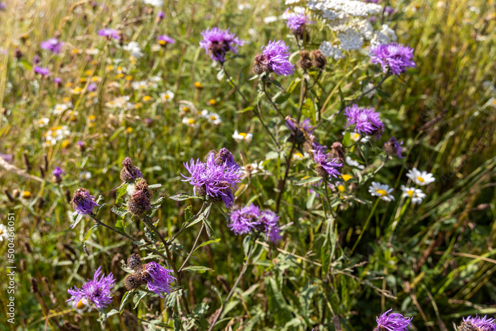Mountain flowers of the Ukrainian Carpathians on a natural background on a summer day. Mountain flowers of the Ukrainian Carpathians on a natural background on a summer day.