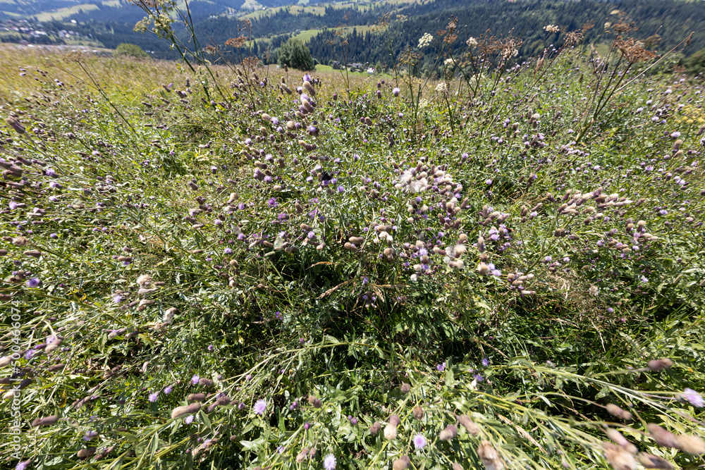 Fototapeta premium Mountain flowers of the Ukrainian Carpathians on a natural background on a summer day.